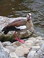 Oie d'Egypte, Alopochen aegyptiacus (ord Anseriformes) (fam Anatides) (Photo F. Mrugala) (2)